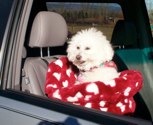Bitzy, a 16 lb. Bichon Frise travels in a Medium Seat. <br />A girl of fashion of course!