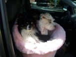 Zeus helps Boo over come her fear of riding in the car. Now she is a happy girl riding in Doggie Driving!