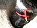 Securing Strap with Clip attached to Dogs Harness