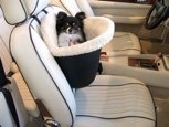 Zeus in a small seat riding in a convertible Aston Martin! 