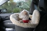 Boo relaxing & enjoying the view as she is chauffeured to her next gig! Ah the life of a dog on set! 