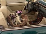 Milo & Venus, avoiding the ‘puparazzi’ with sunglasses on as they travel in their convertible. 