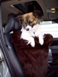 Louie, a beautiful Papillon rides in a medium seat. 