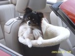 Zeus in a small seat riding in the new convertible BMW. 