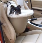 Zeus in a small beige seat