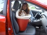 Maggie gets to ride in the front seat with the Doggie Driving Seat.