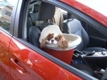 Maggie a 17 lb. King Charles is riding in a special Red Small Seat